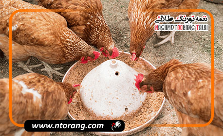 نقش پروبیوتیک‌ها در جیره غذایی طیور و بهبود سیستم گوارش آن‌ها
